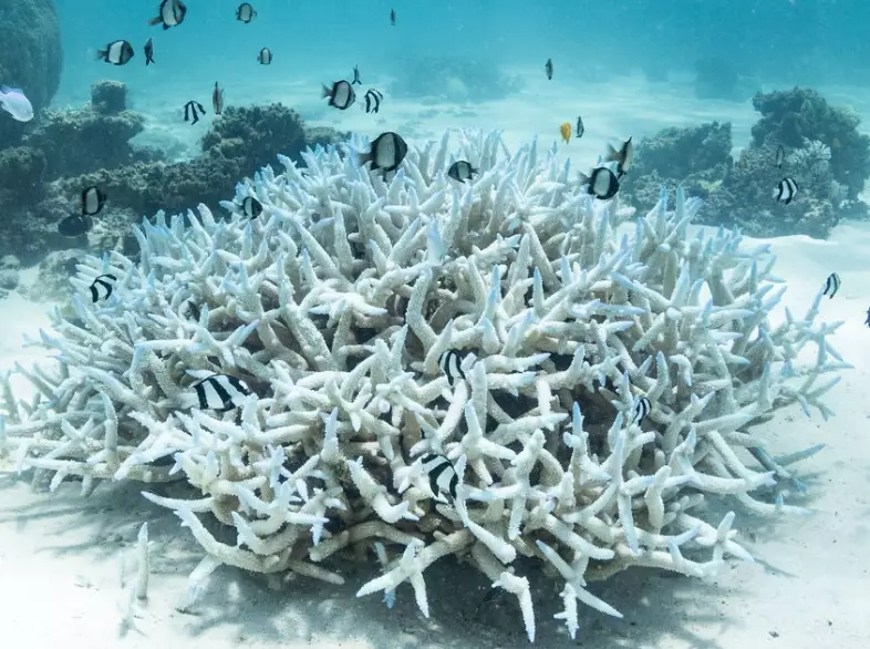 coral reef bleaching coral reef bleaching