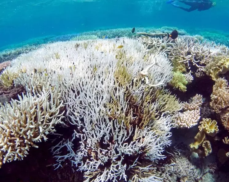 coral bleaching recovery coral bleaching recovery