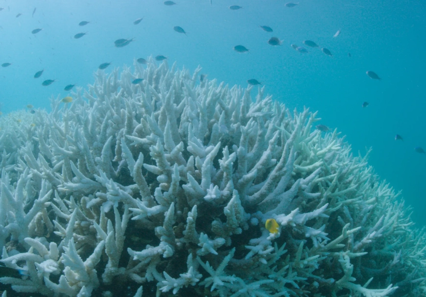 coral bleaching causes coral bleaching causes