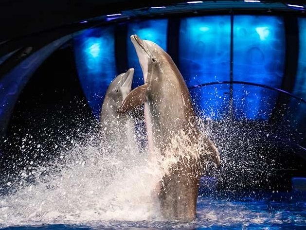 dolphin encounter Georgia Aquarium
