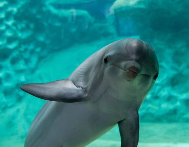 dolphin encounter Georgia Aquarium