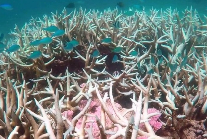 effects of coral bleaching effects of coral bleaching