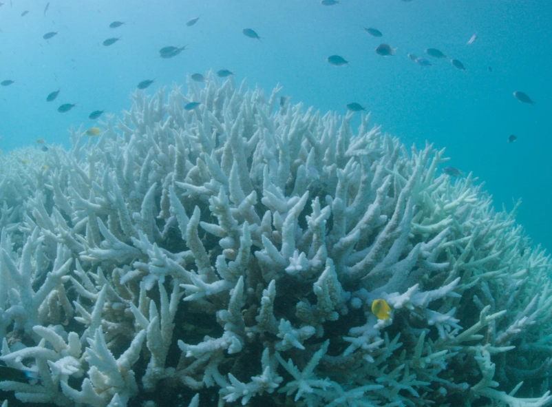 why are coral reefs important why are coral reefs important