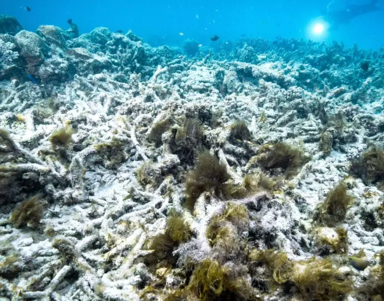 why does coral bleach why does coral bleach