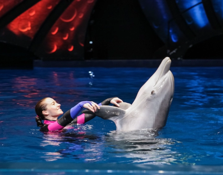 swim with dolphins Atlanta