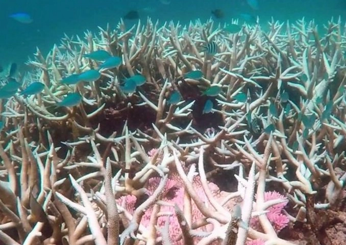 coral bleaching recovery coral bleaching recovery