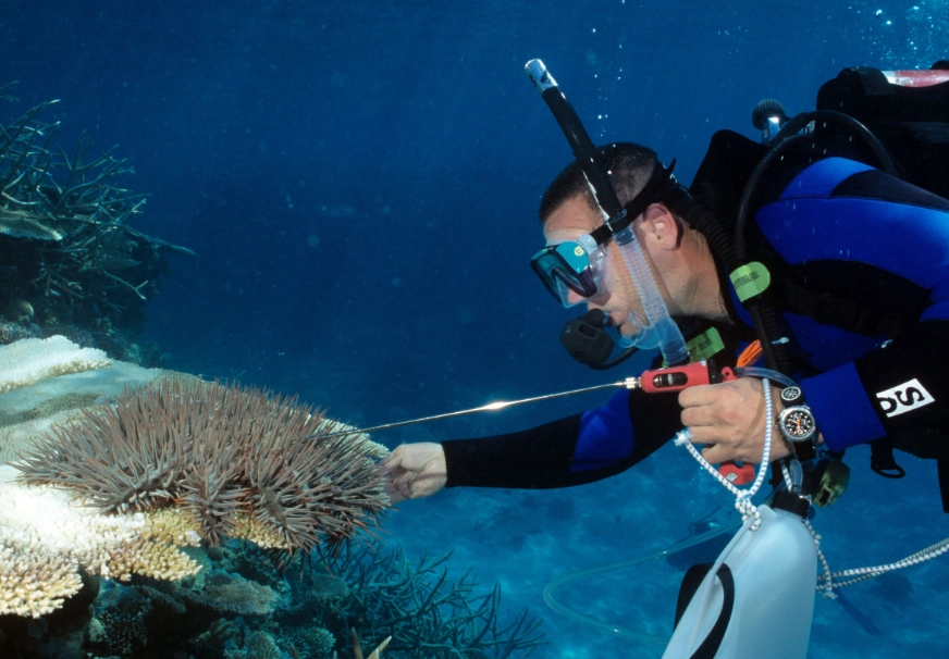 coral reef conservation coral reef conservation