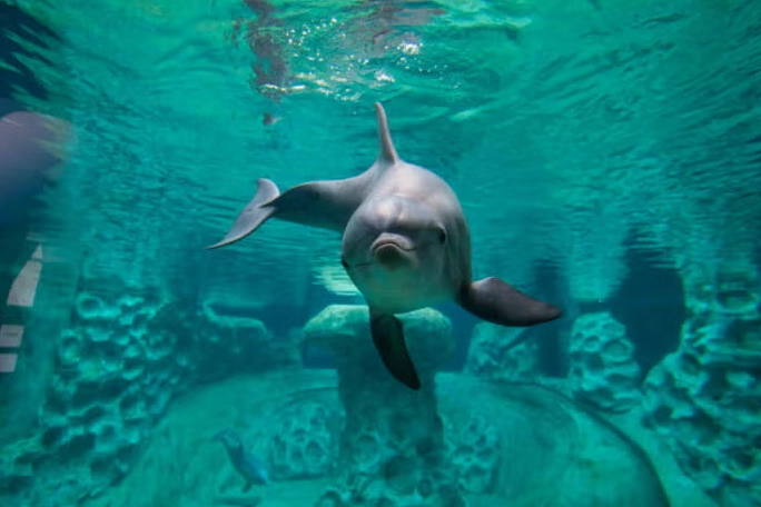 Georgia Aquarium dolphin swim