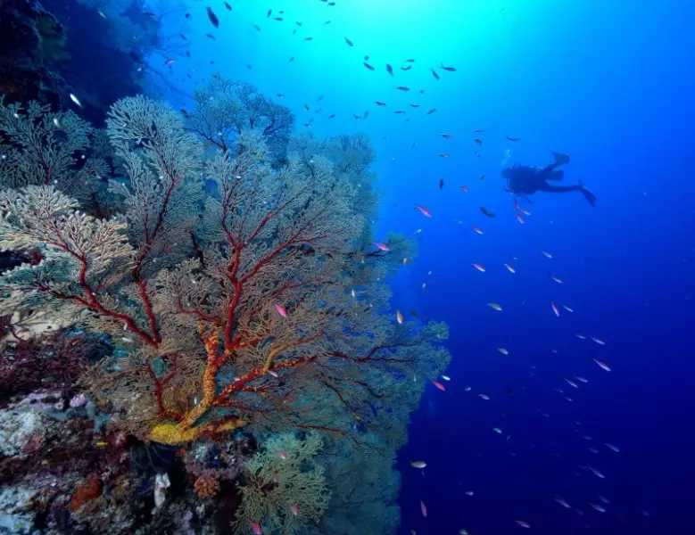 best time to dive Philippines