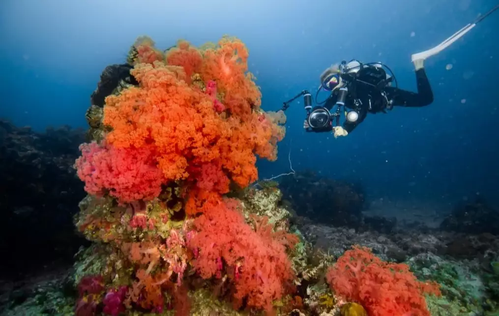 Tubbataha Reef diving