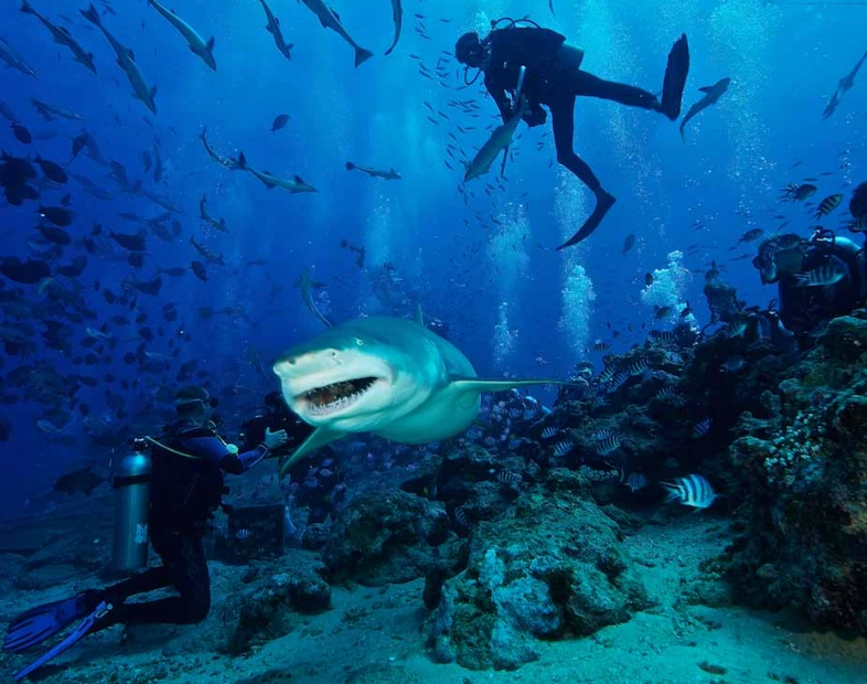 world's best dive spots world's best dive spots