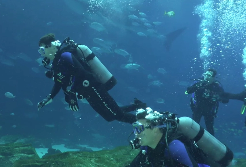 aquarium diving experience