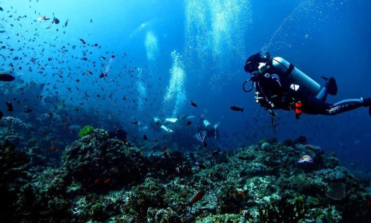 Top 5 Diving Spots in the Philippines: Locations & Essential Guide