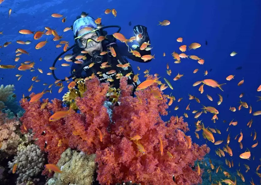Red Sea liveaboard diving