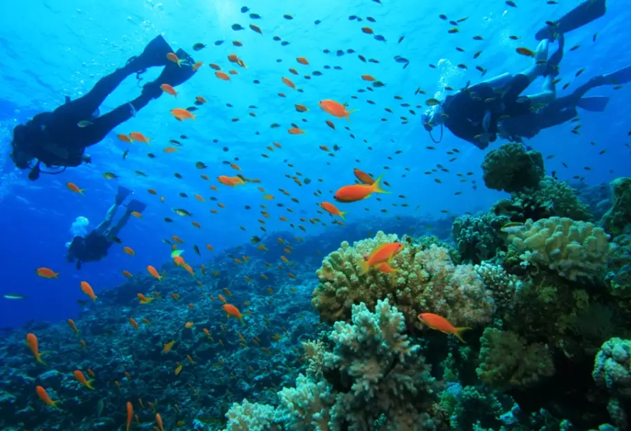 best dive sites in the world best dive sites in the world