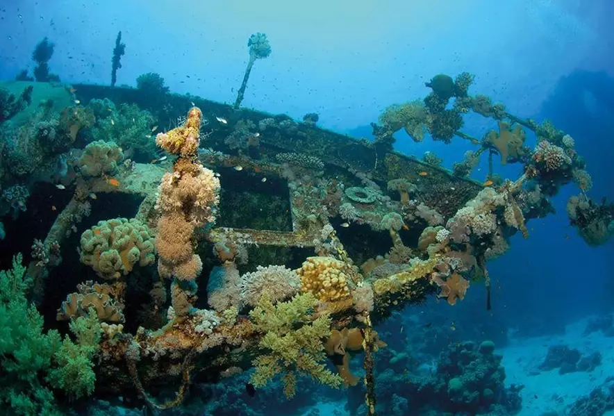 Red Sea liveaboard diving