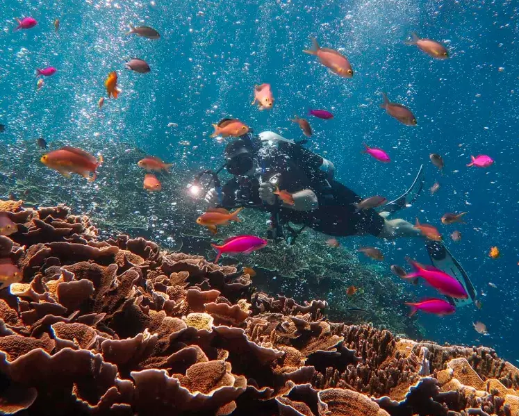 What is the best time of year to scuba dive in the Philippines?
