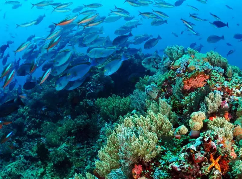 top scuba diving destinations top scuba diving destinations