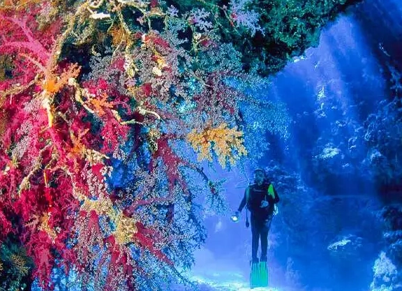 best diving Red Sea