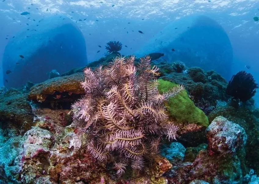 best dive sites in the world best dive sites in the world