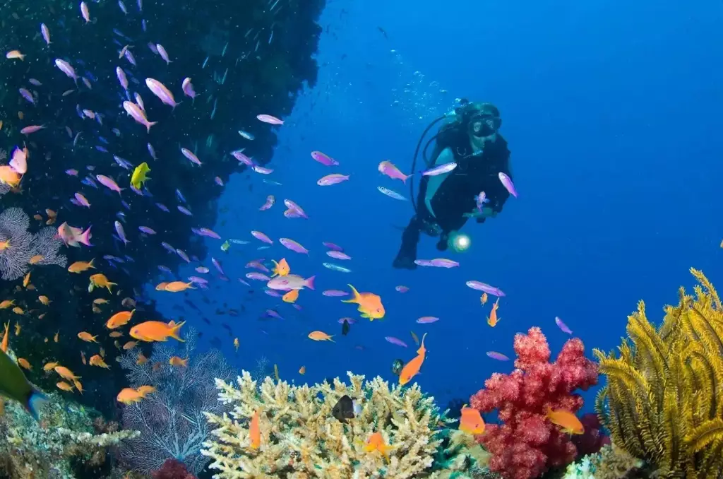 best first time diving Philippines best first time diving Philippines