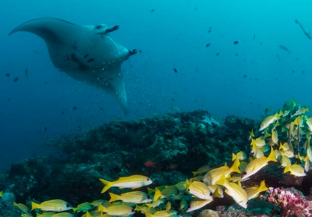 top scuba diving destinations top scuba diving destinations