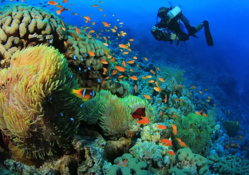 best dive sites in the world best dive sites in the world