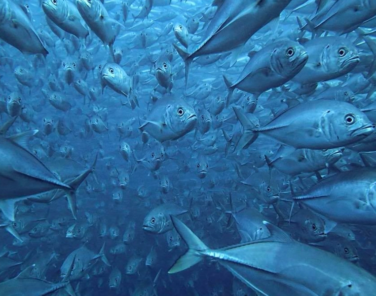 top dive sites world