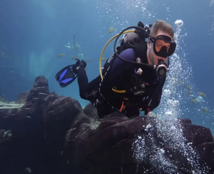 dive with whale sharks Atlanta