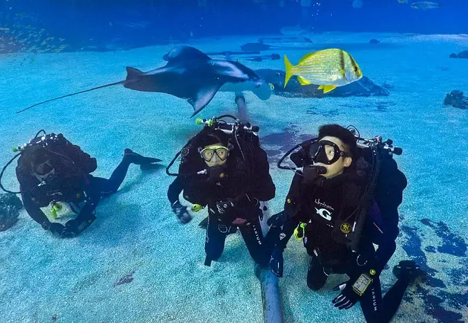 Georgia Aquarium scuba diving