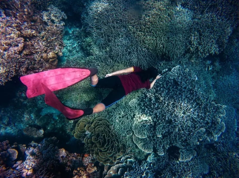 Tubbataha Reef diving
