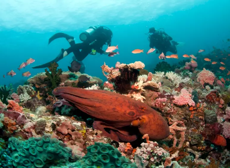 Philippines diving season
