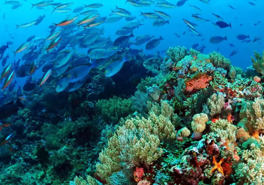 best scuba diving spots in the world best scuba diving spots in the world