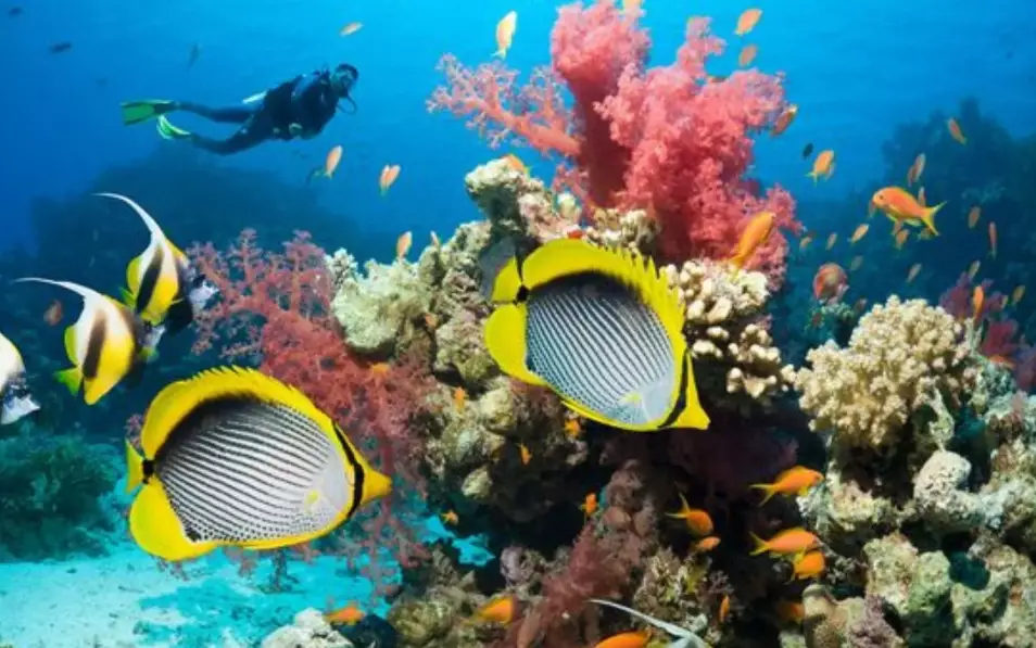best scuba diving destinations