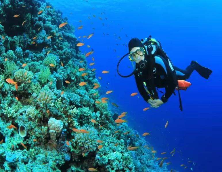 What is the best scuba diving spot in the world?