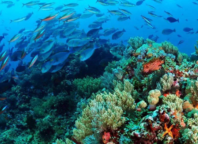 top dive destinations