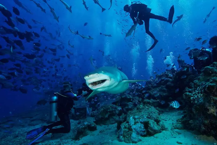 What is the best place in the world to scuba dive?