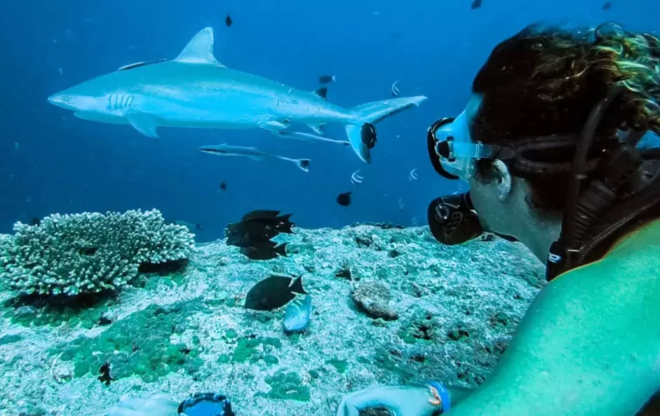 Maldives diving in December