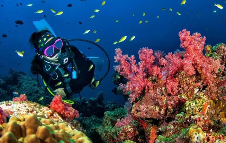 Maldives diving in December