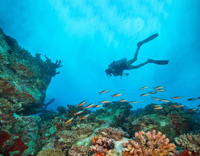 Best Caribbean Diving in December: Top Spots & Tips