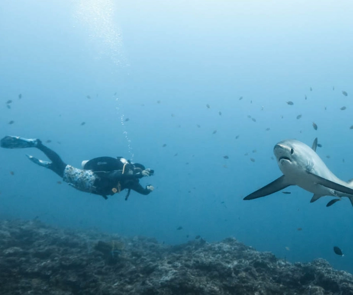 Best Places to Dive in the Philippines: An Insider's Guide