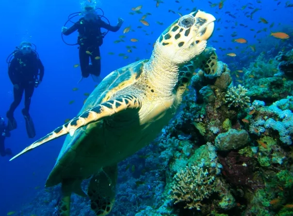 Caribbean scuba diving destinations