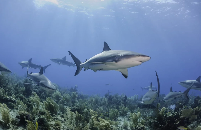 top Caribbean dive spots