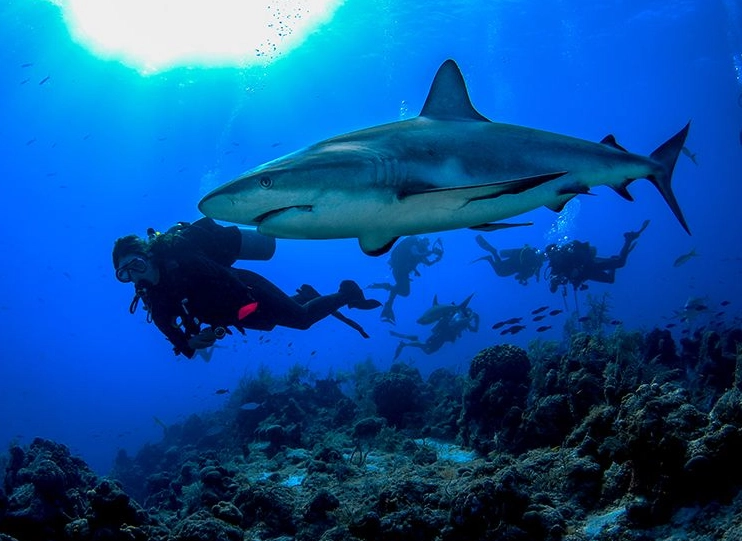 best dive sites Caribbean