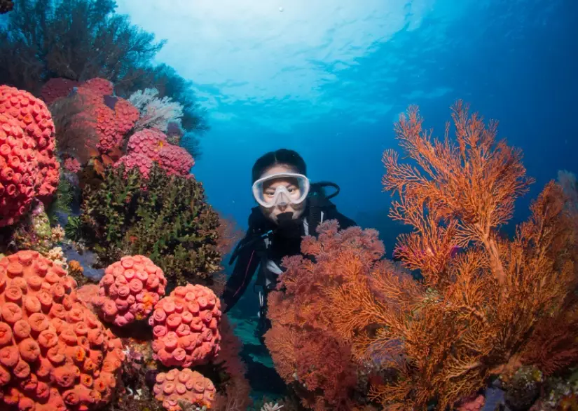 november dive destinations