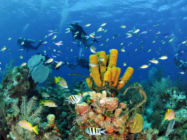 Ultimate Guide: Best Caribbean Diving in November for Beginners