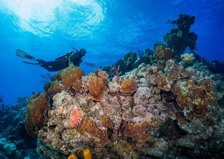 Caribbean diving vacations
