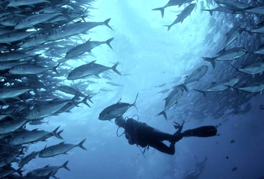 Philippines diving season