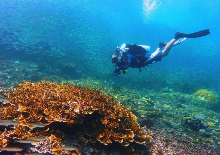 Top 5 Beginner Diving Spots in the Philippines: Safe & Stunning Sites