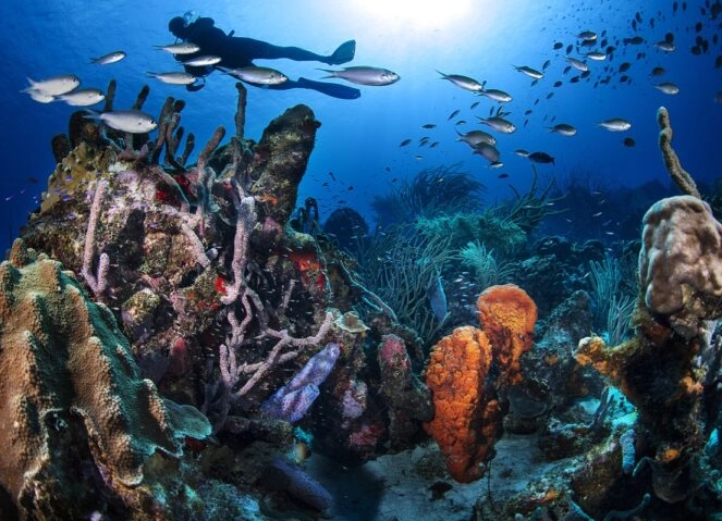 top dive sites caribbean